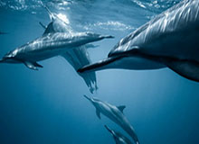 九游APP下载｜发现游戏与福利的最佳入口